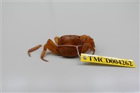 藏品(奧氏後相手蟹)的圖片